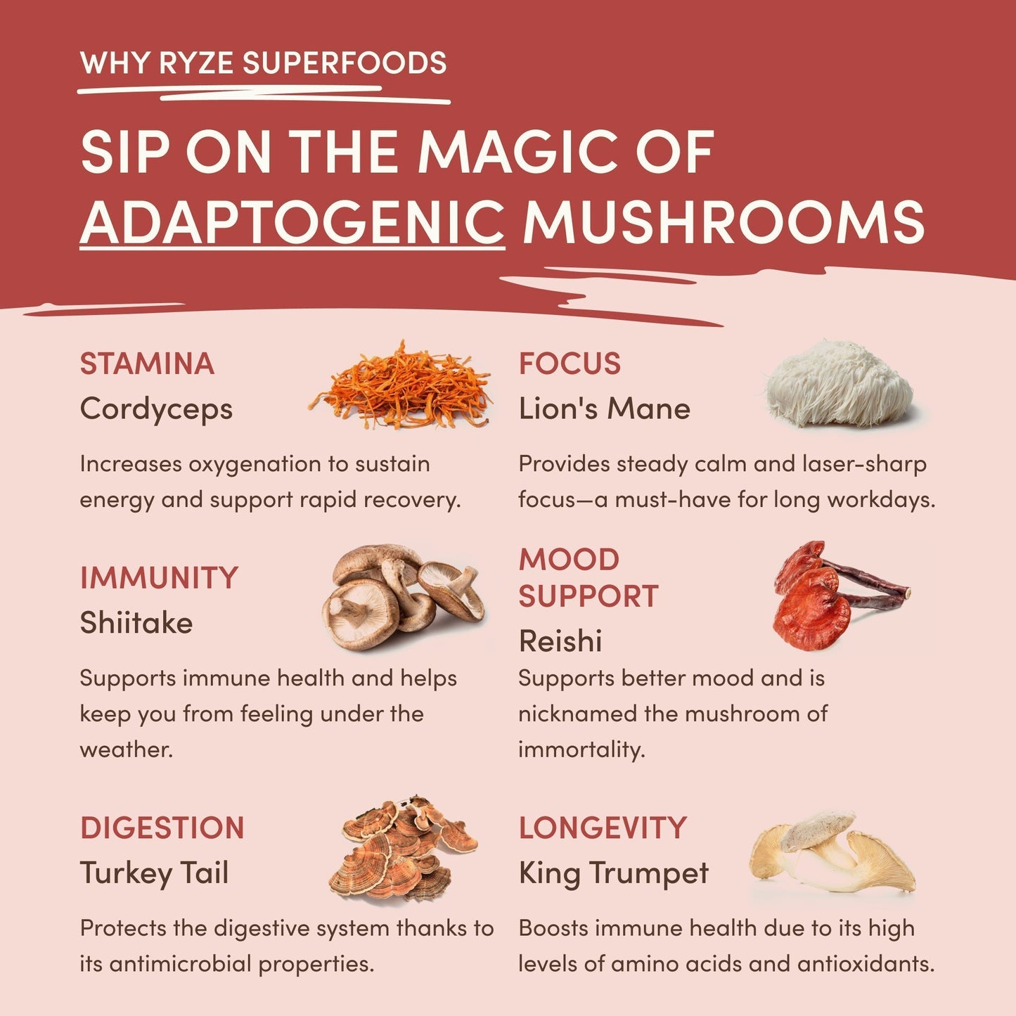 Mushroom Chai AG