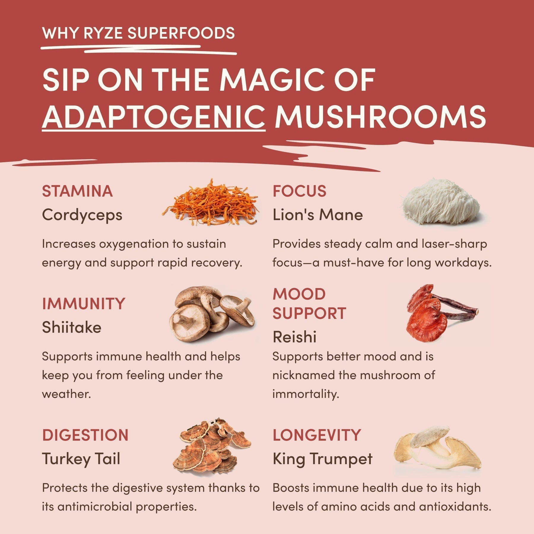 Mushroom Chai AG